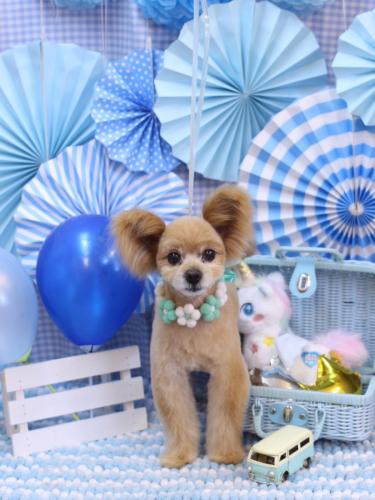 20231124クッキーくん